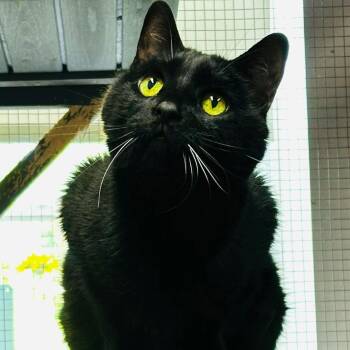 Otis -  Domestic Short Hair Cat for Adoption in Washington, Pennsylvania - Otis | PetCurious