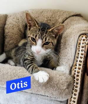 Otis -  Domestic Short Hair Cat for Adoption in Jim Thorpe, Pennsylvania - Otis | PetCurious