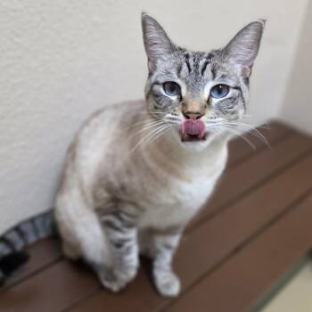 Penelope - Chino Hills Location -  Siamese and Domestic Short Hair Cat for Adoption in Chino Hills, California - Penelope - Chino Hills Location | PetCurious