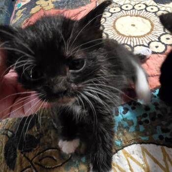 Dr. Blub -  Domestic Short Hair Cat for Adoption in Conway, Arkansas - Dr. Blub | PetCurious