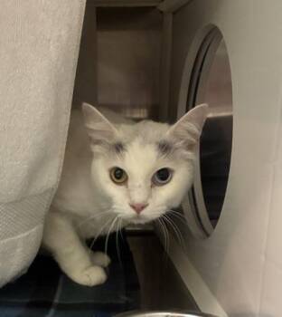 Bingus -  Domestic Short Hair Cat for Adoption in Kansas City, Missouri - Bingus | PetCurious