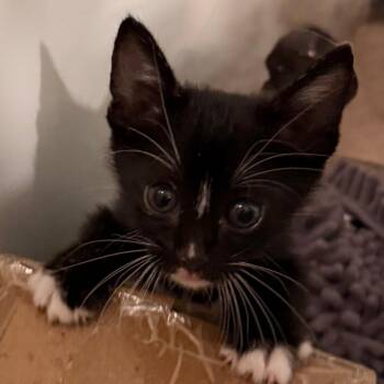 Domestic Short Hair Cats Available for Adoption in Boerne, Texas - Time Is Money | PetCurious