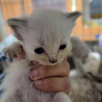 Mabel -  Domestic Medium Hair and Domestic Short Hair Cat for Adoption in Westland, Michigan - Mabel | PetCurious