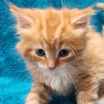 Francesca -  Domestic Long Hair Cat for Adoption in Brighton, Missouri - Francesca | PetCurious