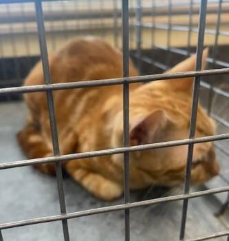Domestic Short Hair Cats Available for Adoption in Fort Myers, Florida - TIKI | PetCurious
