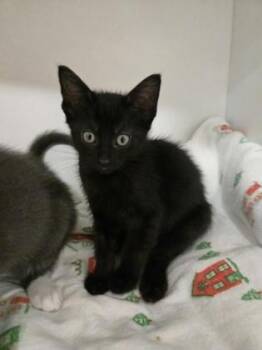 Apricot -  Domestic Short Hair Cat Available for Adoption in Savannah, Georgia - Apricot | PetCurious