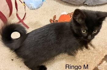 Ringo -  Domestic Short Hair Cat for Adoption in Blaine, Minnesota - Ringo | PetCurious