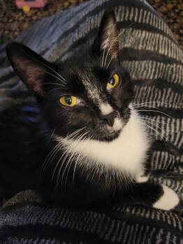 Domestic Short Hair Cats Available for Adoption - Tequila | PetCurious