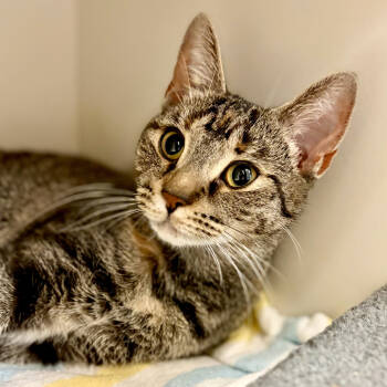 Rescue Domestic Short Hair Cats for Adoption in Fairport, New York - Tycho | PetCurious