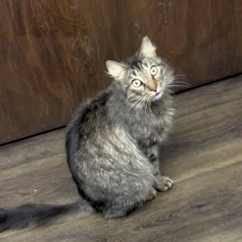 Domestic Medium Hair Cats Available for Adoption - Venice | PetCurious