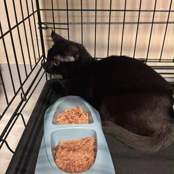 Domestic Short Hair Cats Available for Adoption - Henrietta | PetCurious