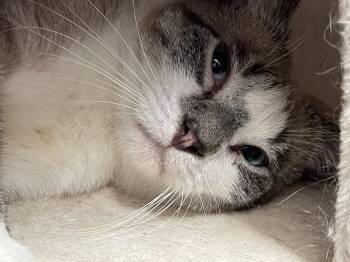 Rescue Domestic Short Hair and Siamese Cats for Adoption in Little River, South Carolina - Frank Sinatra | PetCurious