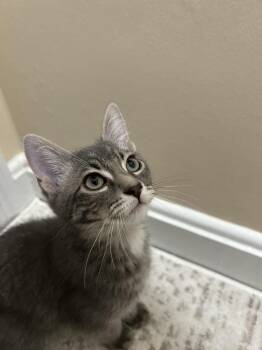 Rescue Domestic Short Hair Cats for Adoption in Berkeley Heights, New Jersey - Pip | PetCurious