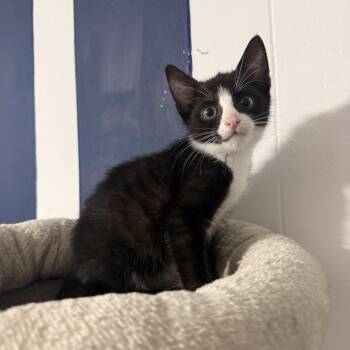 Plum -  Domestic Short Hair Cat for Adoption in Jarrettsville, Maryland - Plum | PetCurious