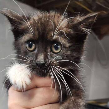 Rescue Domestic Medium Hair Cats for Adoption in Winchester, Virginia - Jolene Nectarine | PetCurious