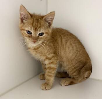 Wylie -  Domestic Short Hair Cat for Adoption in Rochester, Indiana - Wylie | PetCurious