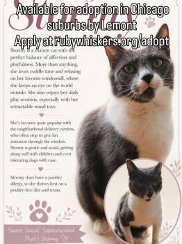 Domestic Short Hair Cats Available for Adoption in Lemont, Illinois - Stormy | PetCurious
