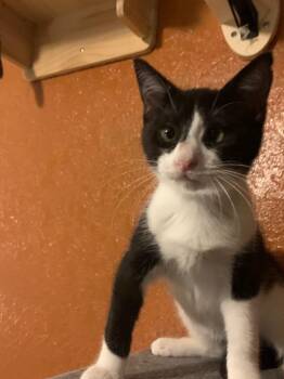 Milkshakes -  Domestic Short Hair Cat for Adoption in San Antonio, Texas - Milkshakes | PetCurious