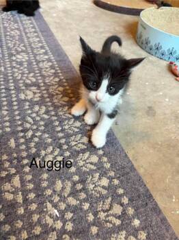 Auggie -  Domestic Long Hair Cat for Adoption in St. George, Utah - Auggie | PetCurious