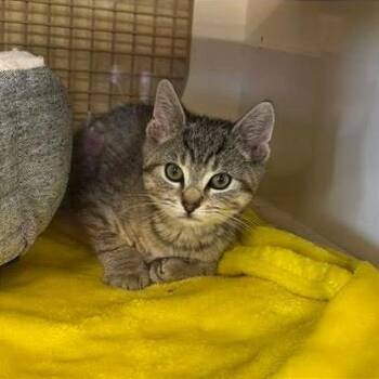 Gojo -  Domestic Short Hair Cat for Adoption in Philadelphia, Pennsylvania - Gojo | PetCurious
