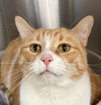 Domestic Short Hair Cats Available for Adoption in Prescott, Arizona - Sunshine | PetCurious