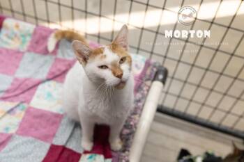 Morton -  Domestic Short Hair Cat Available for Adoption in La Porte, Indiana - Morton | PetCurious