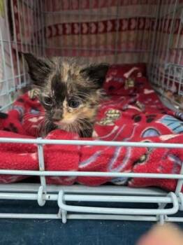 Millie -  Domestic Short Hair Cat for Adoption in Gainesville, Florida - Millie | PetCurious