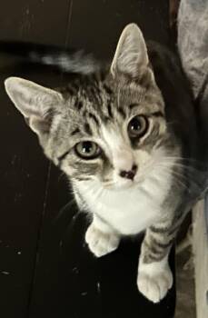 Hogan -  Domestic Short Hair Cat for Adoption in Smithfield, North Carolina - Hogan | PetCurious