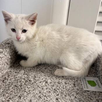 Domestic Short Hair Cats Available for Adoption in Granville, Ohio - Vanilla Ice | PetCurious