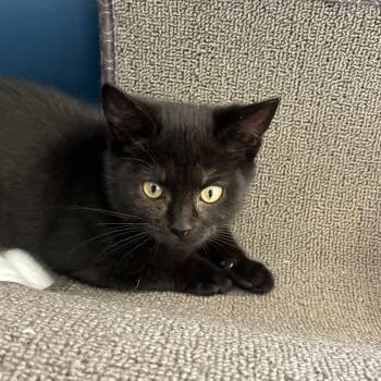 Domestic Short Hair Cats Available for Adoption in Tulsa, Oklahoma - Blossom | PetCurious