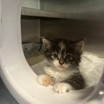 Kim Gordon -  Domestic Short Hair Cat for Adoption in Los Angeles, California - Kim Gordon | PetCurious