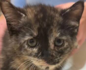 EVIE -  Domestic Short Hair Cat for Adoption in Elizabethton, Tennessee - EVIE | PetCurious
