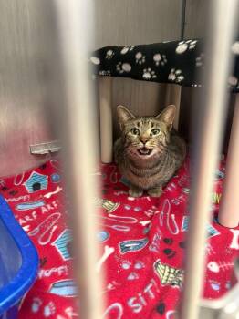 Domestic Short Hair Cats Available for Adoption - Amber Glenn | PetCurious