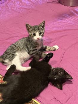 Turbo Latte -  Domestic Short Hair Cat for Adoption in Trenton, New Jersey - Turbo Latte | PetCurious