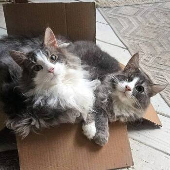 Odin & Shadow -  Domestic Long Hair Cat for Adoption - Odin & Shadow | PetCurious