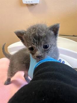 A1920103 -  Domestic Short Hair Cat Available for Adoption in Thousand Palms, California - A1920103 | PetCurious