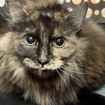Sweet Potato Pie -  Domestic Long Hair Cat for Adoption in Columbia, South Carolina - Sweet Potato Pie | PetCurious