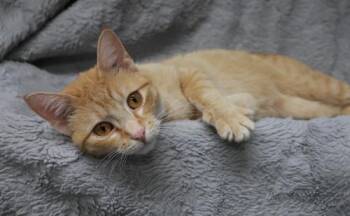 Wumpy -  Domestic Short Hair Cat for Adoption in Thief River Falls, Minnesota - Wumpy | PetCurious