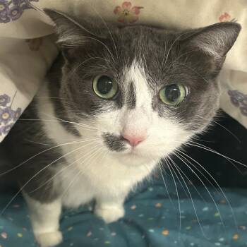 Hera -  Domestic Short Hair Cat for Adoption in Charlottesville, Virginia - Hera | PetCurious