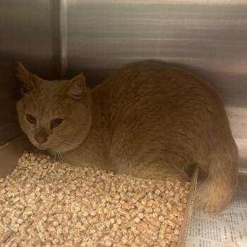Benny -  Domestic Short Hair Cat Available for Adoption in Shinnston, West Virginia - Benny | PetCurious