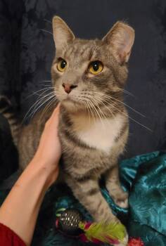 Rescue Domestic Short Hair Cats for Adoption in Ellijay, Georgia - Jones | PetCurious