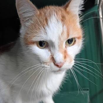 Charles -  Domestic Short Hair Cat for Adoption in Springtown, Texas - Charles | PetCurious