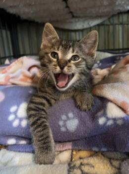 Domestic Short Hair Cats Available for Adoption in Sneads Ferry, North Carolina - Pixie | PetCurious