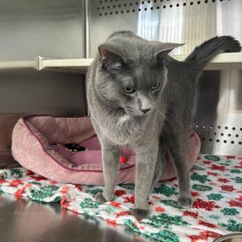 Domestic Short Hair Cats Available for Adoption in Denver, Colorado - Taffy Houston | PetCurious