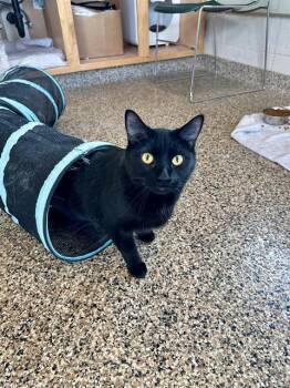 Bombay Cats Available for Adoption - OREO | PetCurious