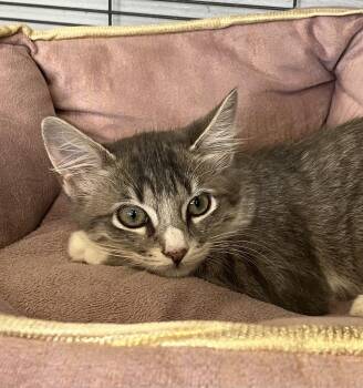 Christina -  Domestic Medium Hair Cat for Adoption in Parma, Ohio - Christina | PetCurious