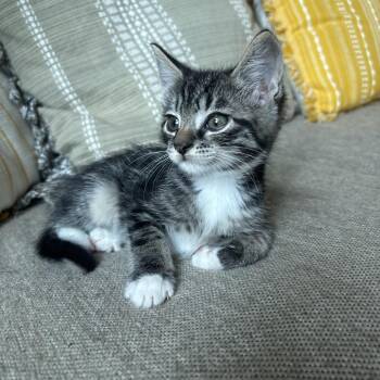 Mochi -  Domestic Short Hair Cat for Adoption in Bristol, Indiana - Mochi | PetCurious