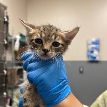 Domestic Short Hair Cats Available for Adoption in Las Vegas, Nevada - HUEY | PetCurious