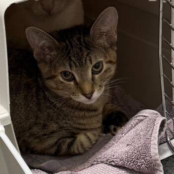 Anchovy -  Domestic Short Hair Cat for Adoption in Fort Collins, Colorado - Anchovy | PetCurious