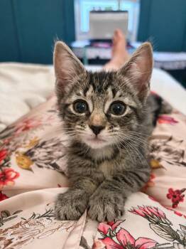 Hugette -  Domestic Short Hair Cat for Adoption in Stamford, Connecticut - Hugette | PetCurious
